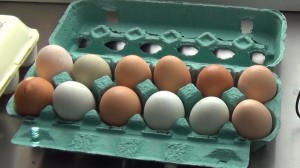 How “True” Free-Range Chicken Eggs Are Produced (Article & Video)