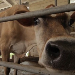 milk 01 946×532