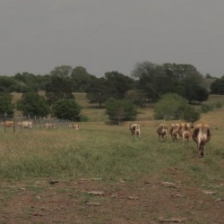 milk 02 946×532