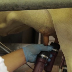 milk 03 946×532