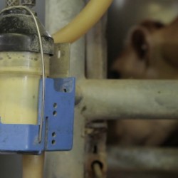 milk 09 946×532