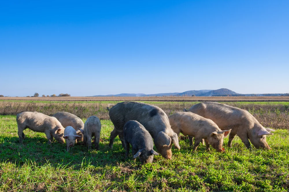 pastured pork