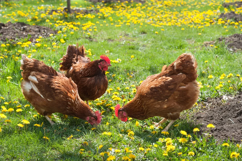 True Pasture-Raised Eggs, Organic Eggs, & Misleading Egg Labels