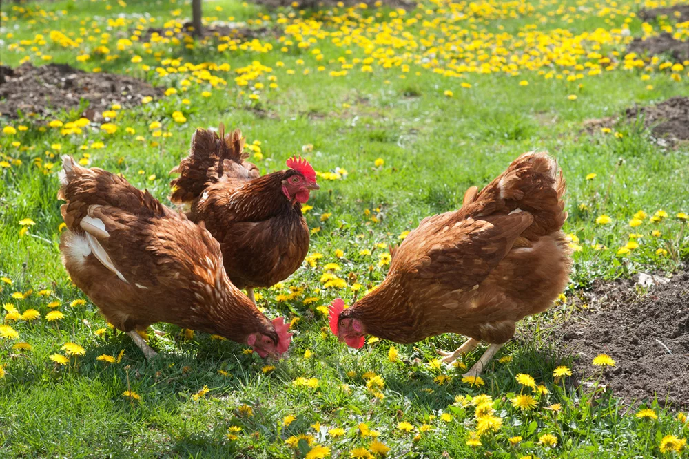 Organic eggs organic eggs