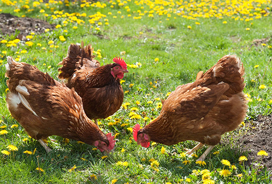 free rrange chickens richardson farms