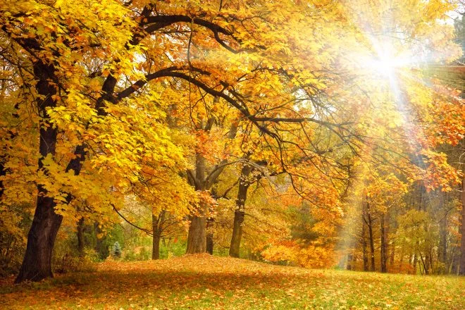 gold,autumn,with,sunlight,and,sunbeams,/,beautiful,trees,in